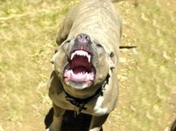 Perrito