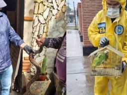 Cayó una banda que traficaba fauna silvestre en cuatro provincias