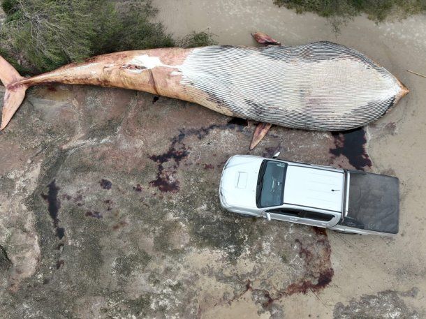 Uruguay: apareció muerta una ballena de 20 toneladas en Colonia