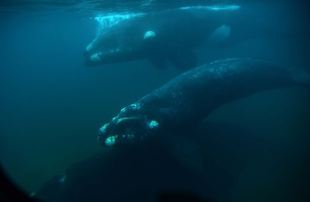 El avistaje se realiza desde Puerto Pirámides