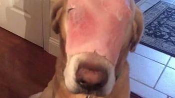 la foto de este perro afectado por un accidente conmociono la web la foto de este perro afectado por un accidente conmociono la web