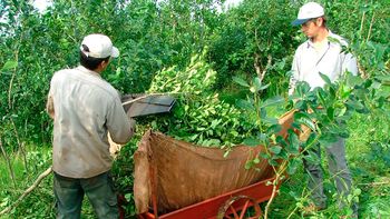 Productores realizarán una protesta Productores realizarán una protesta