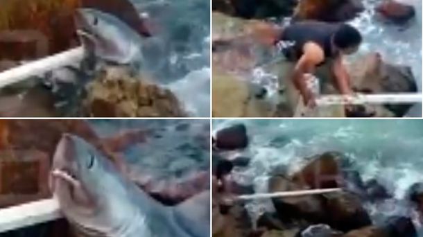 Un tiburón asustó a todos en la escollera de Mar del Plata