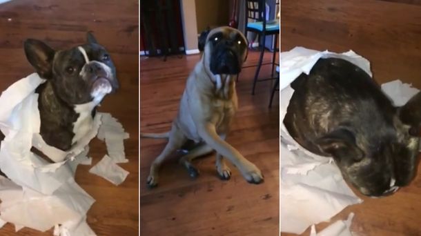 Sin códigos: así manda al frente un perro a su amigo que hizo una travesura