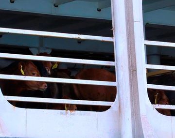 Preocupación por un barco varado en Australia con 13 mil animales adentro