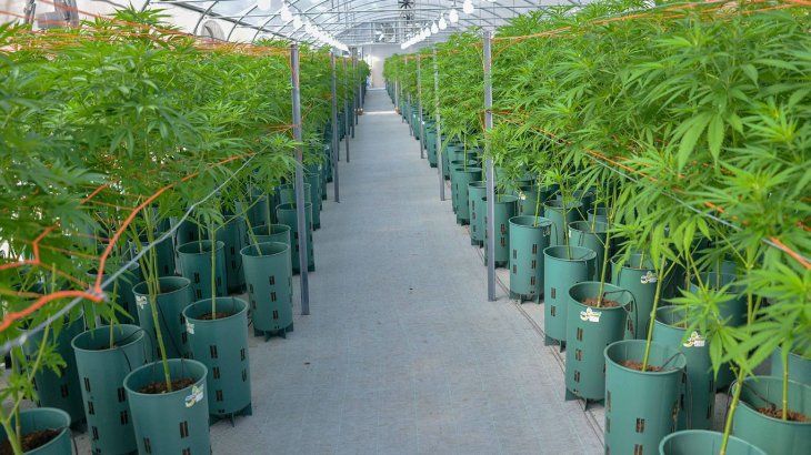 Dictamen favorable a un proyecto de ley para regular la cadena de producción de cannabis