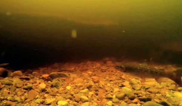 Misterio y asombro por un nuevo video que muestra al Monstruo del Lago Ness