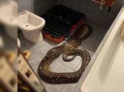 San Luis: un huésped dejó su pitón en el baño de un hotel
