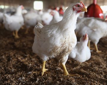 Jóvenes masacraron a 920 gallinas
