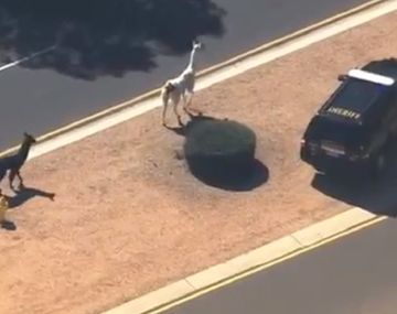 Así persiguieron a dos llamas por las calles