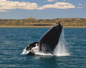Seguí en vivo la llegada de las ballenas a la Península de Valdés