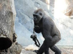 VIDEO: Una gorila se niega a soltar a su cría muerta