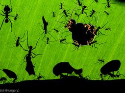 Una maravilla de hormigas