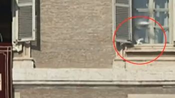 una gaviota hereje ataco a la paloma de la paz liberada por benedicto una gaviota hereje ataco a la paloma de la paz liberada por benedicto