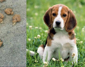 Nueve cerebros de perros en Nueva York