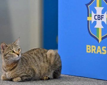 Brasil y la maldición del gato: del maltrato a la tremenda racha negativa
