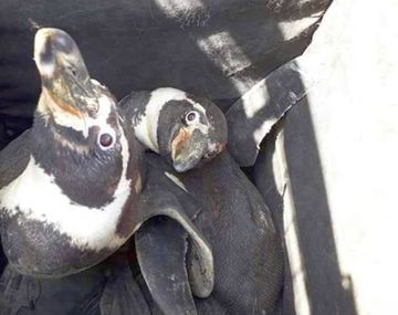 Cabo y Kowalski, los pingüinos de Humboldt encontrados en Perú