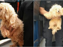 Clausuran un criadero ilegal de Caniche Toy en Liniers