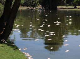 Aparecieron peces muertos en los lagos de Palermo
