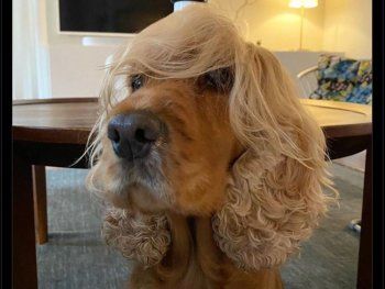 Las redes reaccionaron a la separación de Macri y Juliana Awada: explotaron los memes