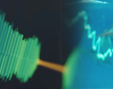 La inteligencia artificial que facilita la comunicación con los delfines.