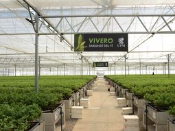 Además UPM Forestal Oriental gestiona otros dos viveros en el departamento de Paysandú. Además UPM Forestal Oriental gestiona otros dos viveros en el departamento de Paysandú.