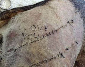 Veterinaria le cosió Te amo a un perro
