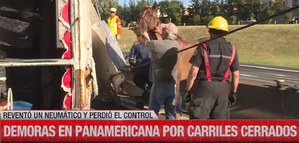 Un micro que trasladaba caballos volcó en la Panamericana