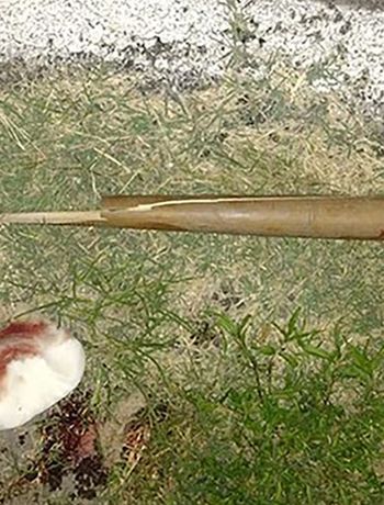 Un joven dejó con muerte cerebral a su tío tras golpearlo con un bate de béisbol