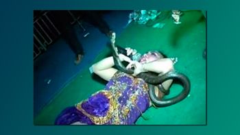 murio una cantante sobre el escenario tras ser mordida por una serpiente venenosa murio una cantante sobre el escenario tras ser mordida por una serpiente venenosa