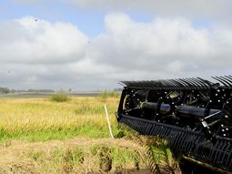 A pesar de las lluvias, las cosechas de arroz y soja en Uruguay tendrán buenos rendimientos. A pesar de las lluvias, las cosechas de arroz y soja en Uruguay tendrán buenos rendimientos.