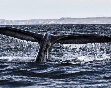 Llegaron las primeras ballenas a Península Valdés: ¿arranca la temporada turística?