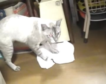 Un gato ayuda a su dueño a limpiar su casa