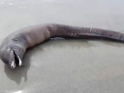 Misterio y terror en las playas de México por el hallazgo de una extraña criatura