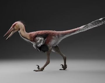 Nuevo dinosaurio raptor