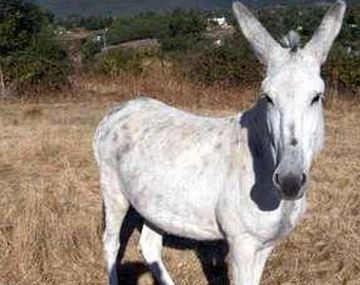 Tres nenes violaron a un burro