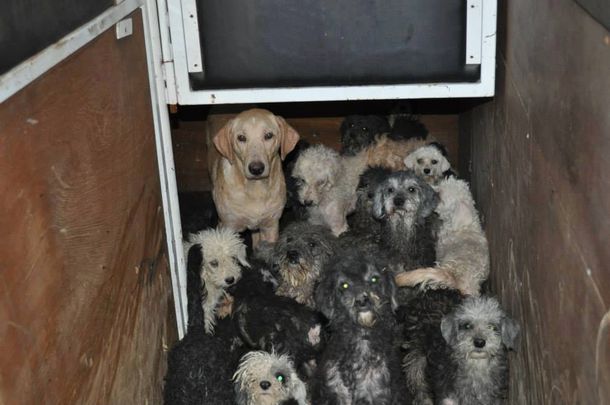 Conmovedor rescate de 68 perros en un criadero clandestino en Almagro