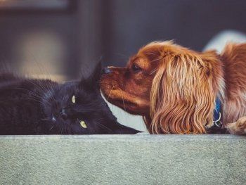 Cómo cuidar a tu mascota ante la ola de calor y las temperaturas extremas