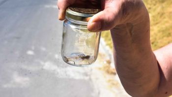 Alacrán - Foto ilustrativa: La Mañana de Neuquén. Alacrán - Foto ilustrativa: La Mañana de Neuquén.