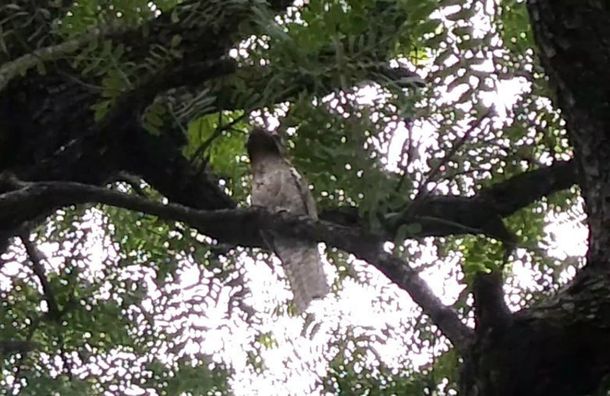 Sorpresa en Santiago del Estero por la aparición de un kakuy, un ave muy particular