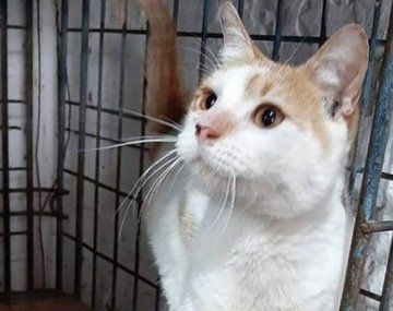 Quilmes: piden ayuda para salvar un refugio que se incendió y en el que murieron 12 gatos