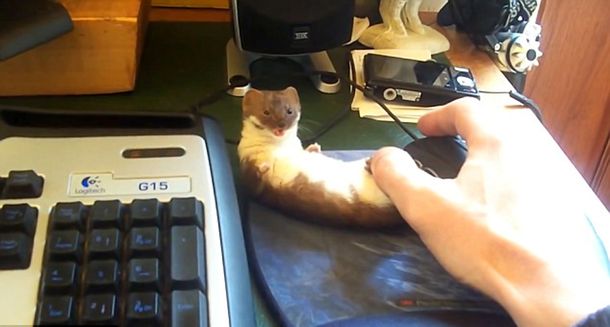 Mirá el video de la batalla menos pensada: una comadreja versus el mouse