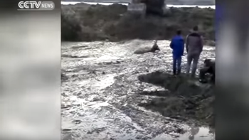 rescatan a un ciervo que estaba atrapado con una pala excavadora rescatan a un ciervo que estaba atrapado con una pala excavadora