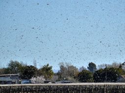 Una plaga de langostas gigantes invade a Córdoba