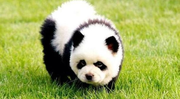 Clausuran un circo que hacía pasar a perros chow chow como osos panda