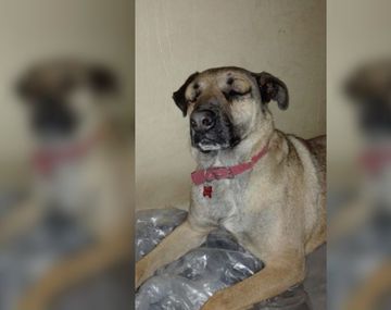 Un perro salvó a un nene de ser mordido por una yarará y casi muere