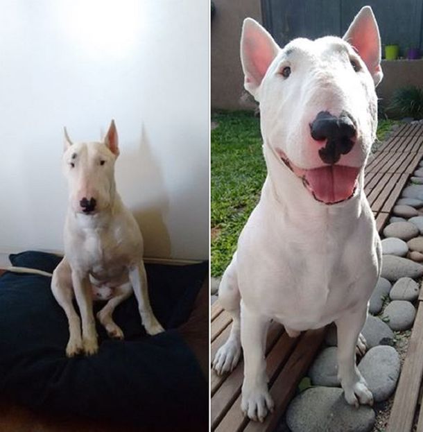 Salió a caminar por su barrio, le robaron el perro y lo recuperó