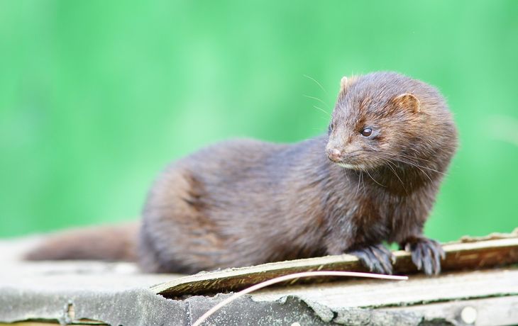 Espa&ntilde;a: sacrifican m&aacute;s de 90.000 visones por temor a que los animales contagien coronavirus