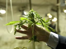 un fallo avala el cultivo de marihuana para consumo personal un fallo avala el cultivo de marihuana para consumo personal