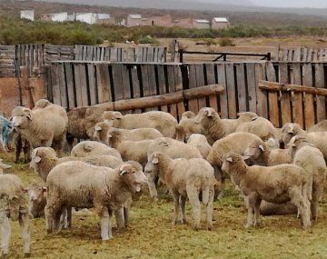 Diputados avanzan con el tratamiento de la Ley Ovina